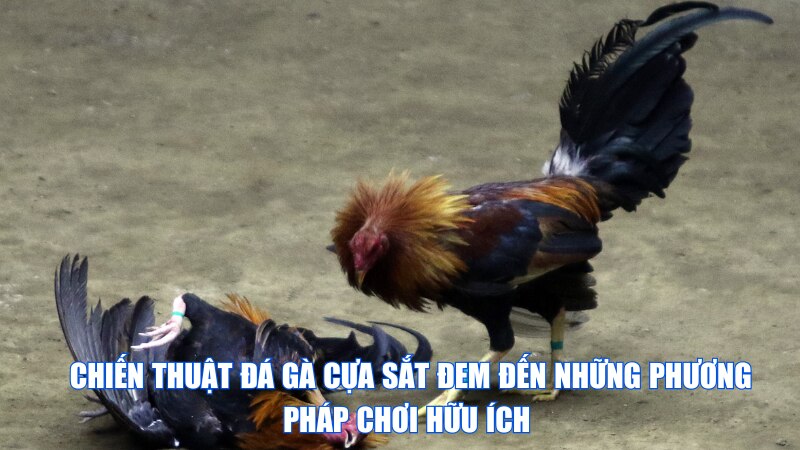 Chiến Thuật Đá Gà Cựa Sắt Đem Đến Những Phương Pháp Chơi Hữu Ích